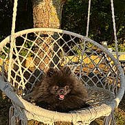 Vega a rejoint le concours — aidez-le/la à gagner de superbes lots ! black_fur, brown_eyes, cute, dog, fluffy, garden, hanging_chair, long_hair, macrame, outdoor, pet, portrait, relaxed, rope, sitting, small_dog, sunlight, tongue_out, tree, woodland