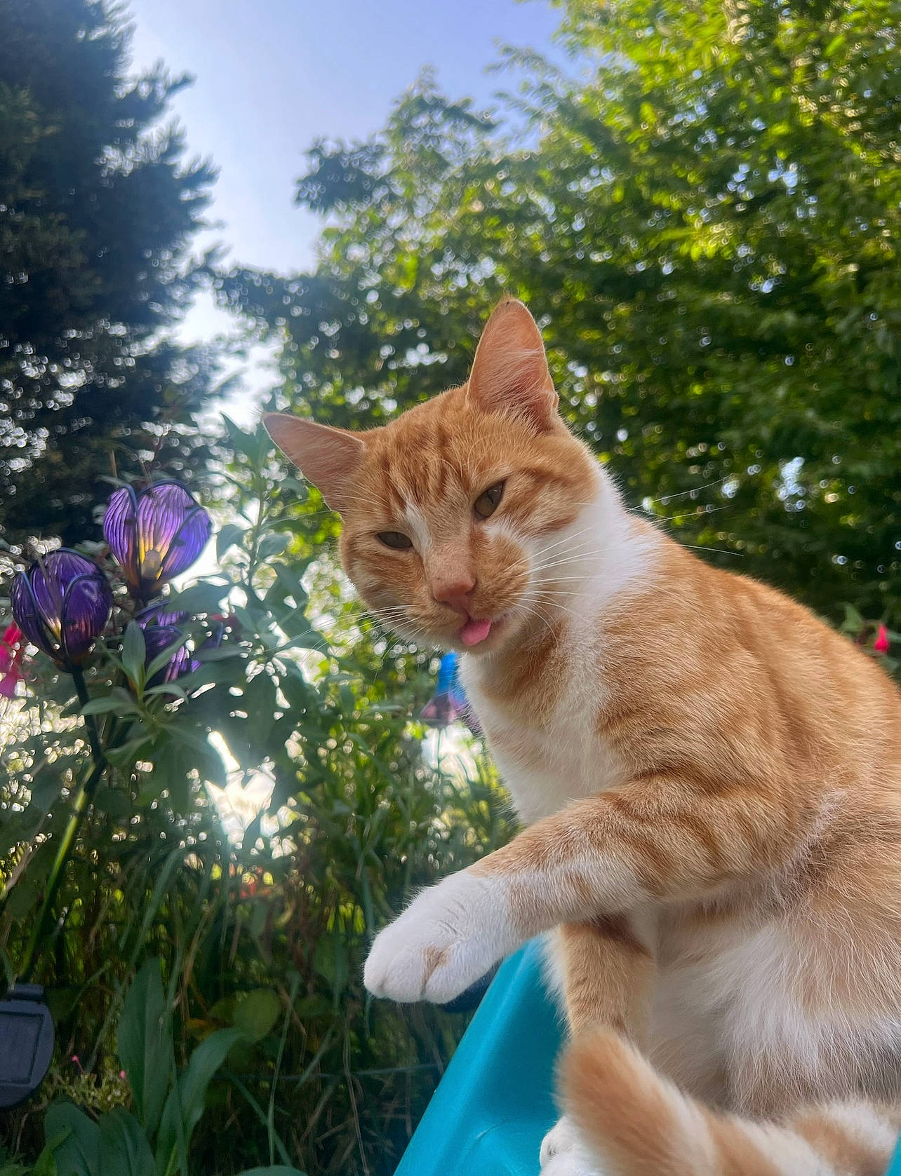 Georges a rejoint le concours — aidez-le/la à gagner de superbes lots ! carnivore, cat, domestic_short_haired_cat, electric_blue, fawn, felidae, flower, fur, grass, herbaceous_plant, petal, plant, sky, small_to_medium_sized_cats, snout, tail, tree, whiskers, wildlife, wood
