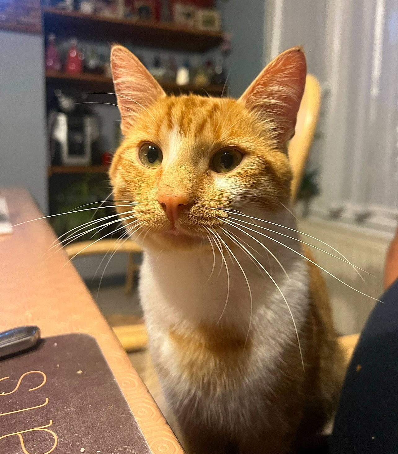 Georges a rejoint le concours — aidez-le/la à gagner de superbes lots ! carnivore, cat, curtain, domestic_short_haired_cat, fawn, felidae, fur, pet_supply, small_to_medium_sized_cats, snout, table, whiskers, wood