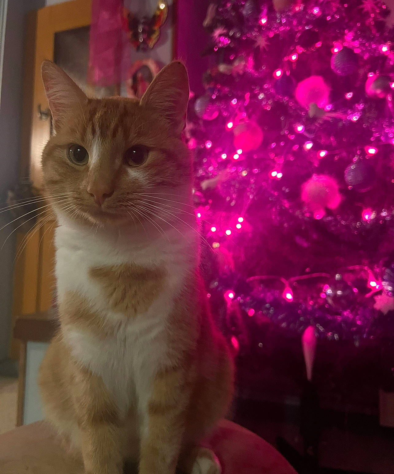 Georges participe au concours pour gagner de l'argent avec cette photo : carnivore, cat, christmas_decoration, christmas_ornament, christmas_tree, decoration, domestic_short_haired_cat, event, fawn, felidae, magenta, ornament, pink, plant, purple, small_to_medium_sized_cats, snout, tail, whiskers, window