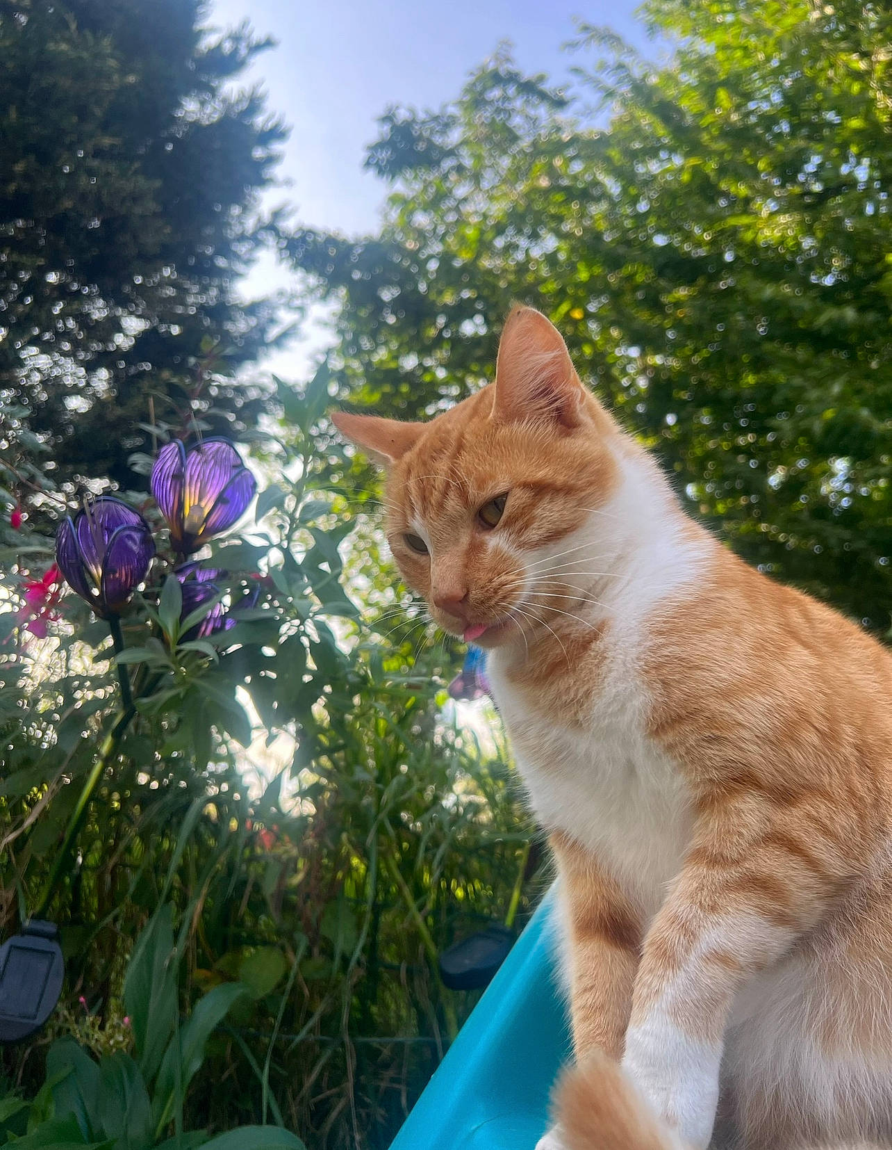 Georges a rejoint le concours — aidez-le/la à gagner de superbes lots ! annual_plant, carnivore, cat, domestic_short_haired_cat, fawn, felidae, flower, fur, grass, herbaceous_plant, petal, plant, sky, small_to_medium_sized_cats, snout, sunlight, tail, tree, whiskers, wood