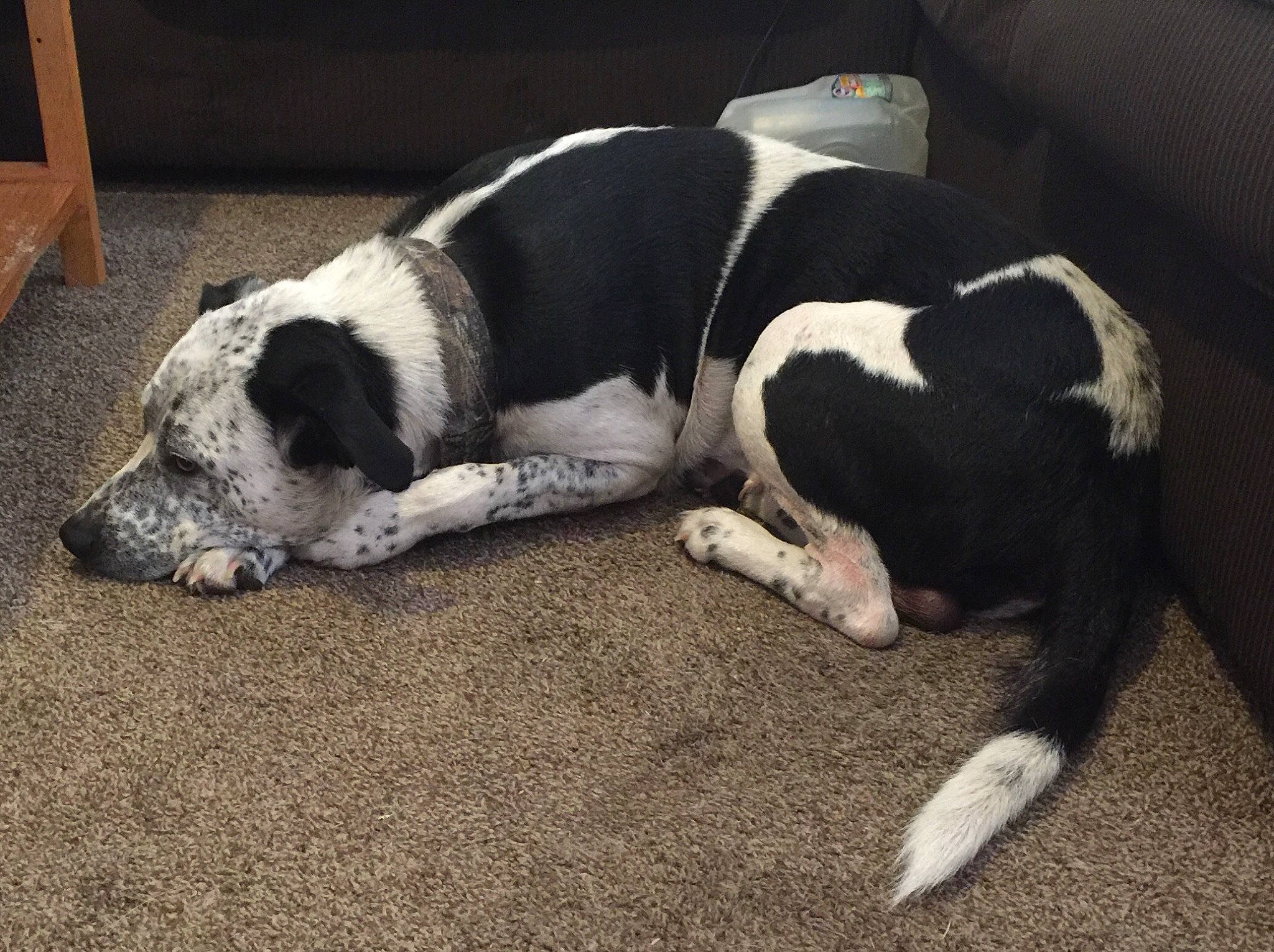 Zeke joined the competition — help win amazing prizes! canidae, carnivore, comfort, companion_dog, dog, dog_breed, door, flooring, non_sporting_group, snout, sporting_group, terrestrial_animal, working_animal