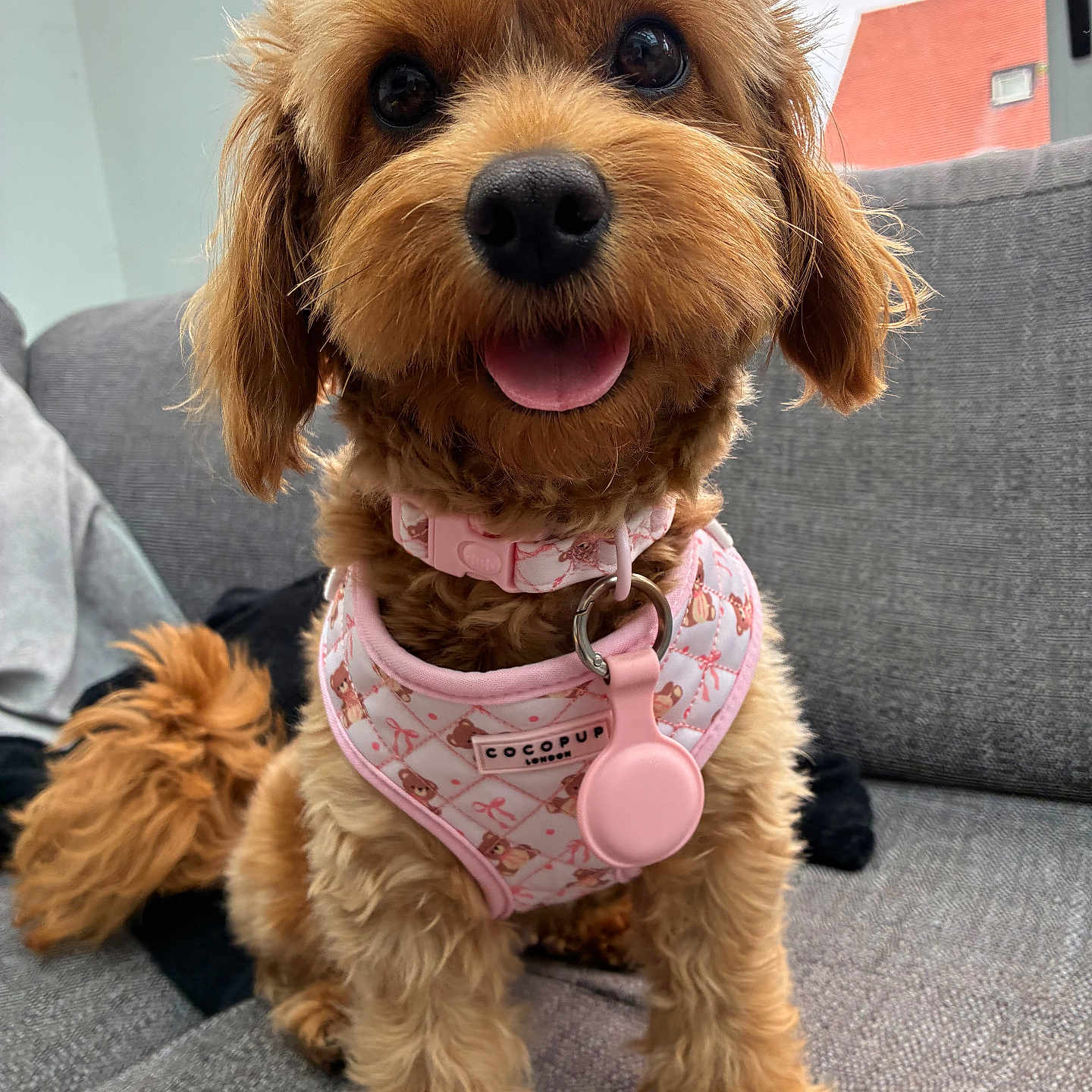 Daisy joined the competition — help win amazing prizes! animal, close_up, collar, couch, curly_coat, cute, dog, domestic_animal, fluffy, fur, gray_furniture, happy, indoor, pet, pink_harness, playful, sitting, small_dog, tongue_out, window