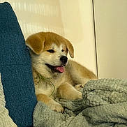 Apollon a rejoint le concours — aidez-le/la à gagner de superbes lots ! animal, blanket, canine, comfort, couch, cozy, cute, dog, fur, fur_color_tan, fur_color_white, home, indoor, pet, puppy, relaxed, resting, soft_texture, tongue_out, young_dog