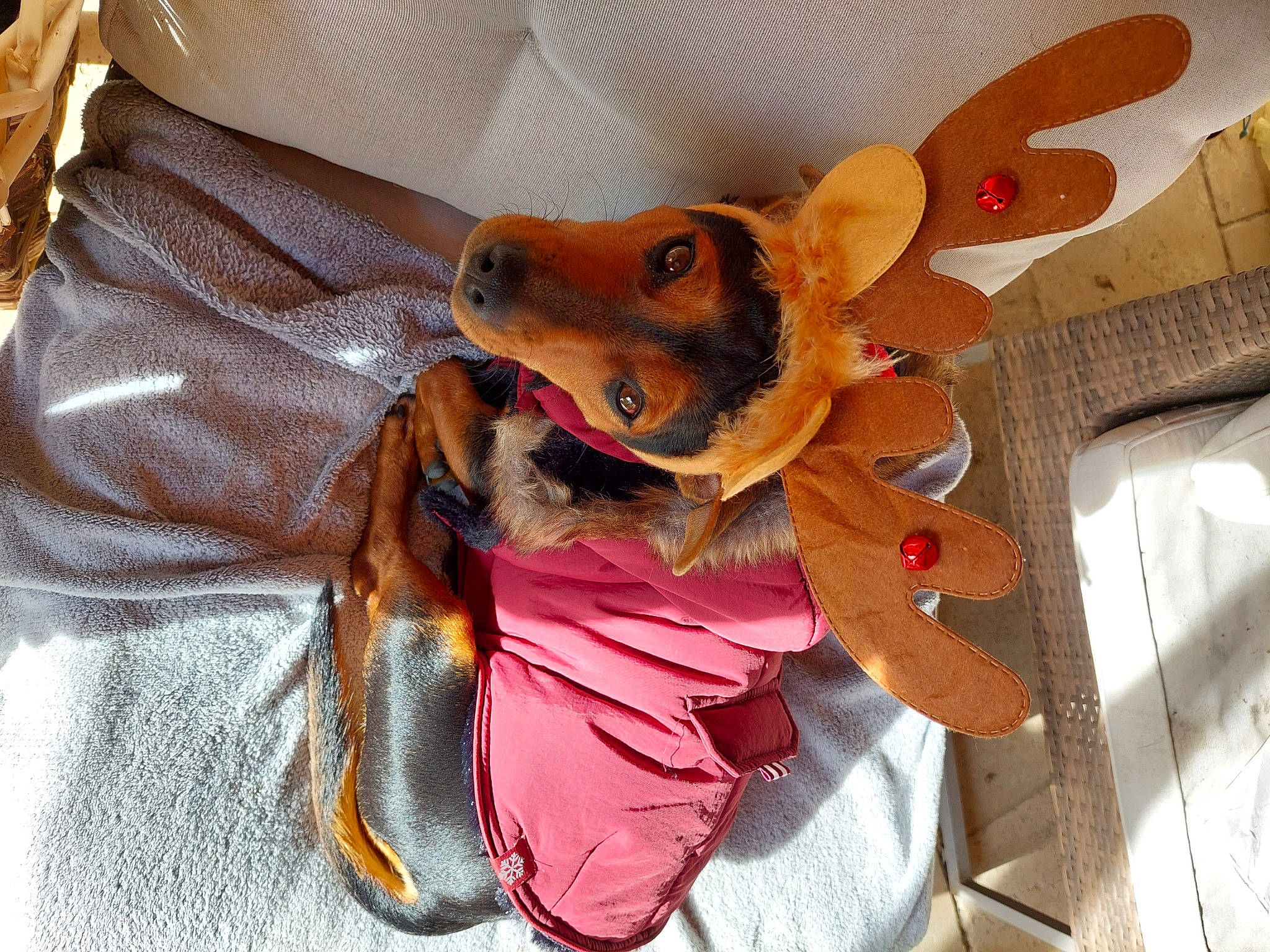 Shelly a rejoint le concours — aidez-le/la à gagner de superbes lots ! canidae, carnivore, collar, comfort, companion_dog, dog, dog_breed, dog_clothes, dog_supply, ear, fawn, fur, orange, snout, sporting_group, stuffed_toy, textile, toy, whiskers, working_animal