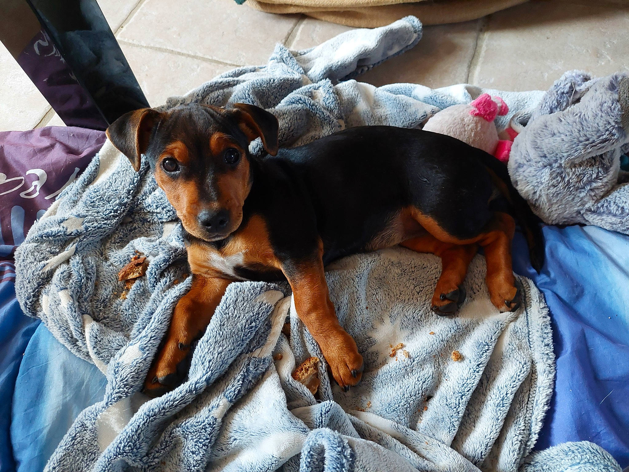 Shelly participe au concours pour gagner de l'argent avec cette photo : canidae, carnivore, comfort, companion_dog, dog, dog_breed, dog_supply, fawn, fur, guard_dog, paw, pinscher, prazsky_krysarik, russkiy_toy, small_terrier, sporting_group, terrier, toy_dog, working_animal, working_dog