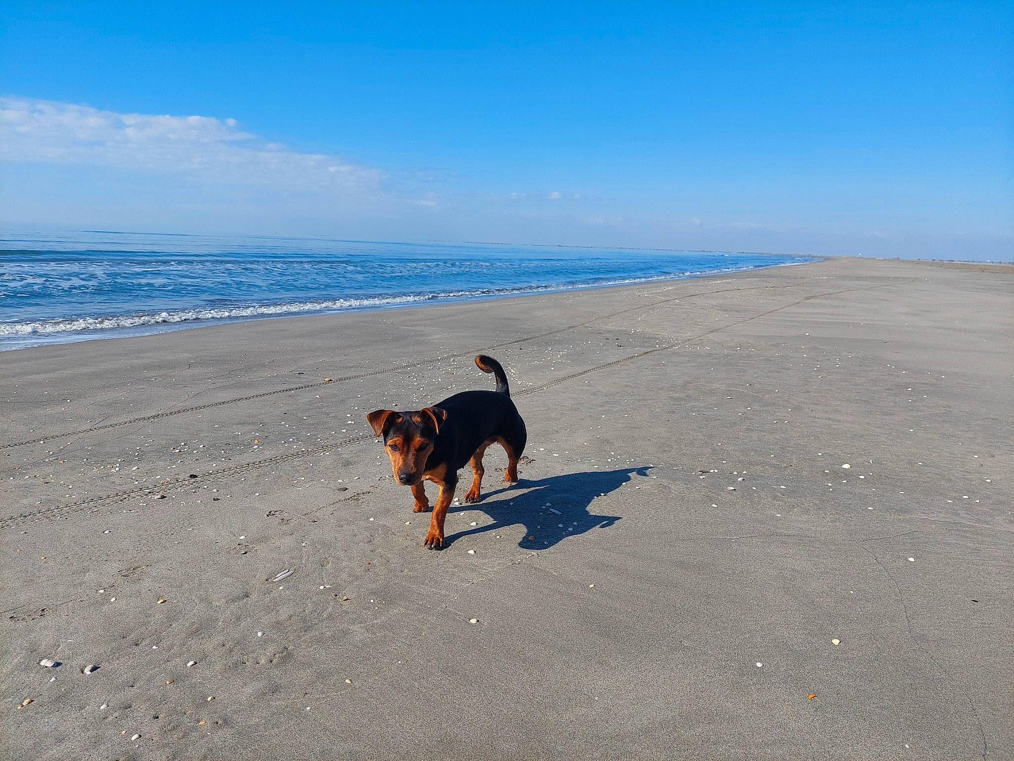 Shelly participe au concours pour gagner de l'argent avec cette photo : asphalt, beach, calm, canidae, carnivore, cloud, coast, dog, dog_breed, fawn, fun, horizon, landscape, ocean, sand, shadow, sky, sporting_group, water, wind_wave