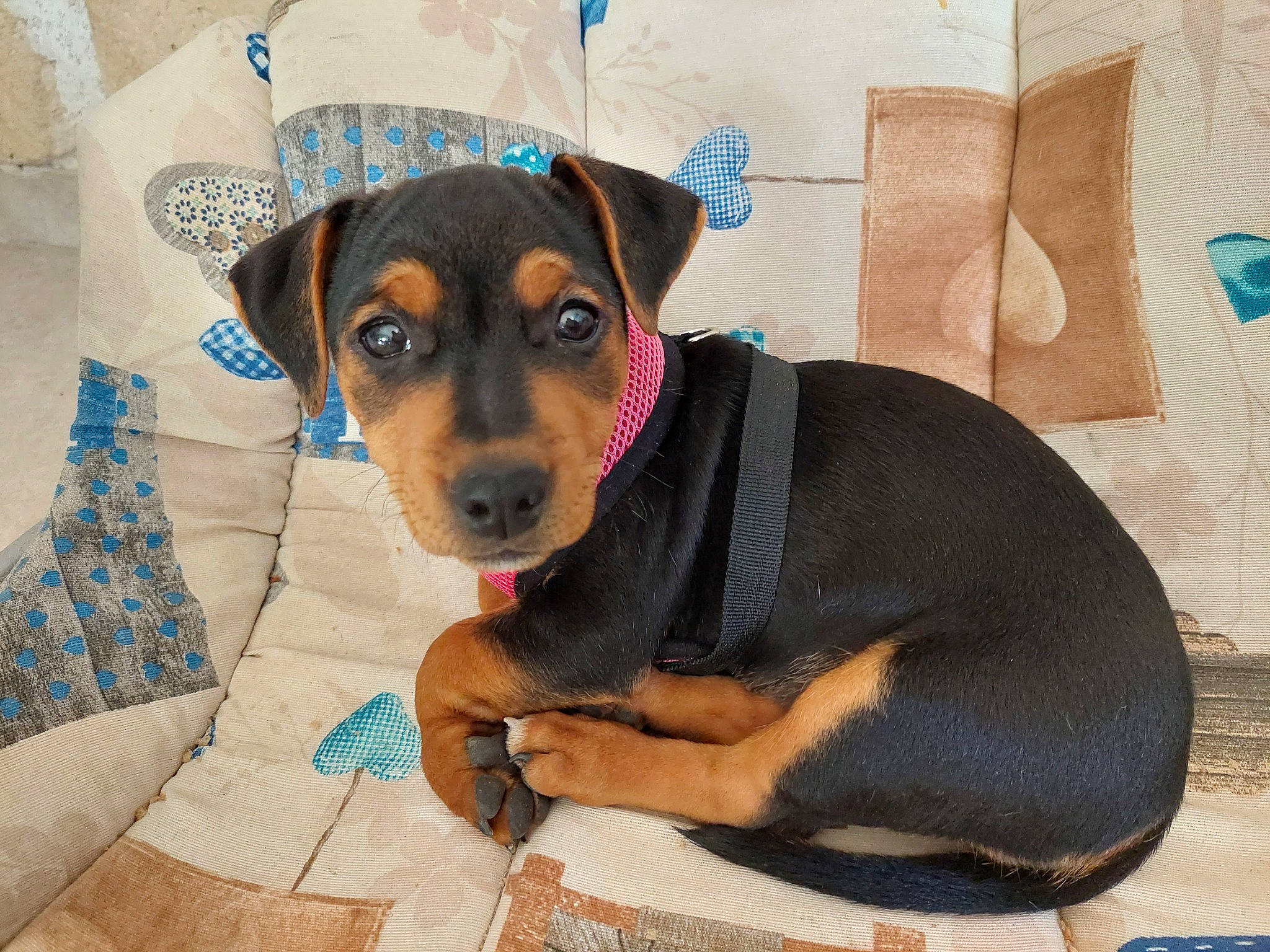 Shelly participe au concours pour gagner de l'argent avec cette photo : canidae, carnivore, comfort, companion_dog, dog, dog_breed, dog_supply, eye, fawn, guard_dog, hat, head, pet_supply, rottweiler, sharing, snout, sporting_group, whiskers, working_animal, working_dog