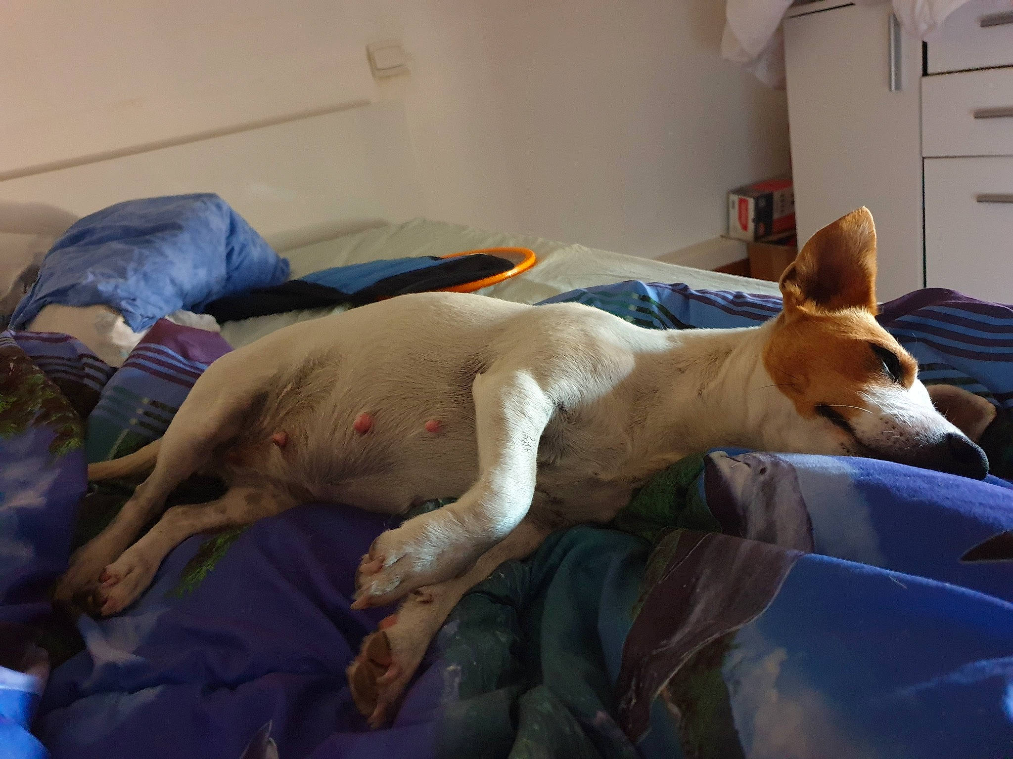 Fidji participe au concours pour gagner de l'argent avec cette photo : bed, bed_sheet, bedding, bedroom, canidae, carnivore, comfort, companion_dog, dog, dog_breed, door, fawn, flooring, linens, nap, room, snout, sporting_group, tail, working_animal