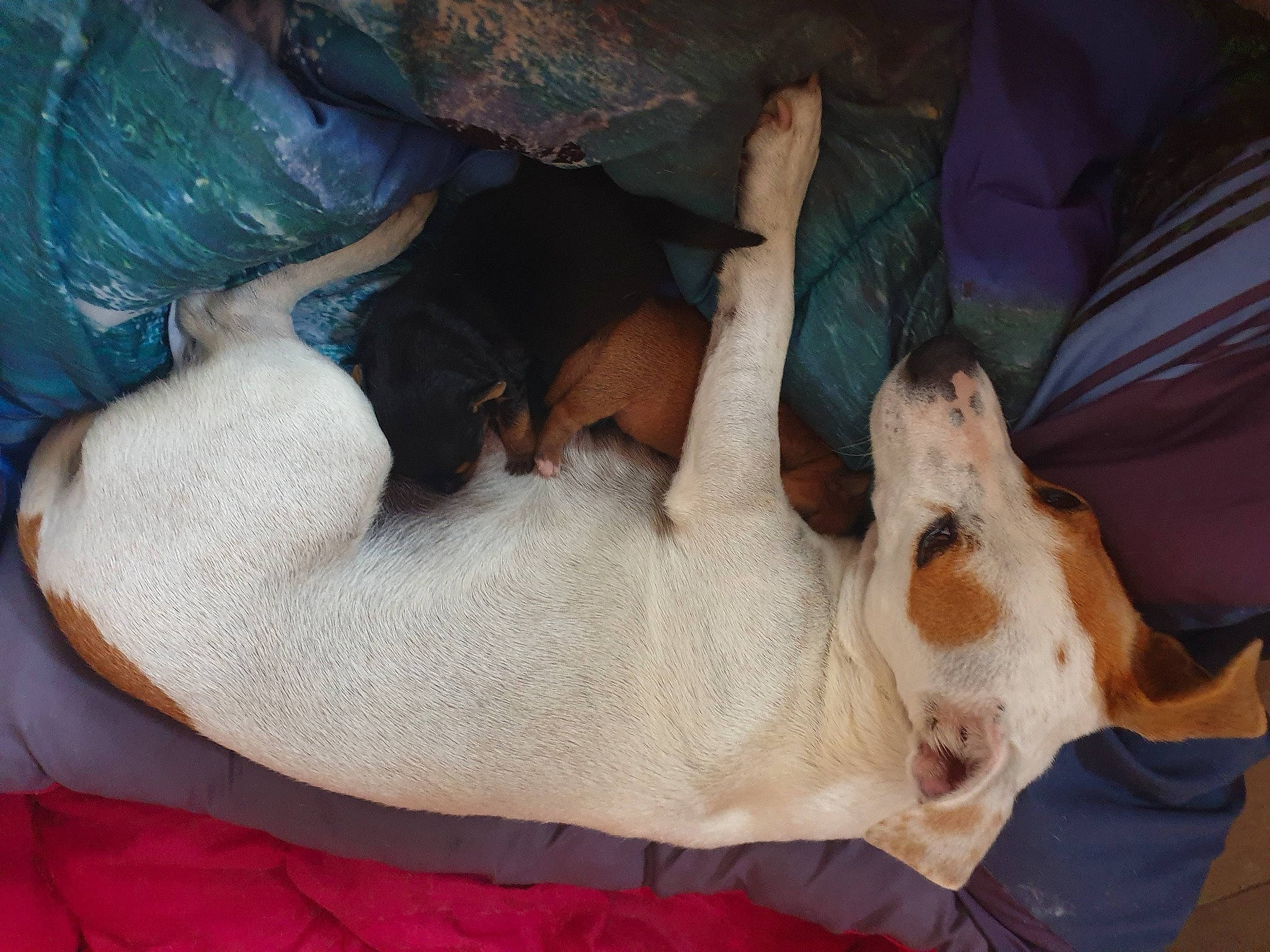 Fidji participe au concours pour gagner de l'argent avec cette photo : bed, canidae, carnivore, comfort, companion_dog, couch, dog, dog_breed, fawn, fur, guard_dog, human_leg, linens, nap, paw, sporting_group, tail, tree, trunk, vertebrate