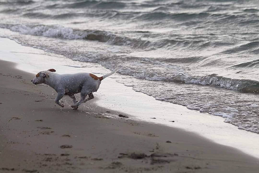 Fidji participe au concours pour gagner de l'argent avec cette photo : beach, body_of_water, canidae, carnivore, coast, coastal_and_oceanic_landforms, dog, fluid, liquid, natural_environment, ocean, sand, sea, shore, snout, tide, wave, wetland, wind_wave, working_animal