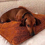 Uno a rejoint le concours — aidez-le/la à gagner de superbes lots ! dog, dachshund, brown_dog, pet, pillow, cushion, couch, indoor, relaxed, resting, fur, ears, animal, cute, domestic_animal, sleepy, comfort, cozy, laying_down, home