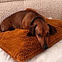 dog, dachshund, brown_dog, pet, pillow, cushion, couch, indoor, relaxed, resting, fur, ears, animal, cute, domestic_animal, sleepy, comfort, cozy, laying_down, home