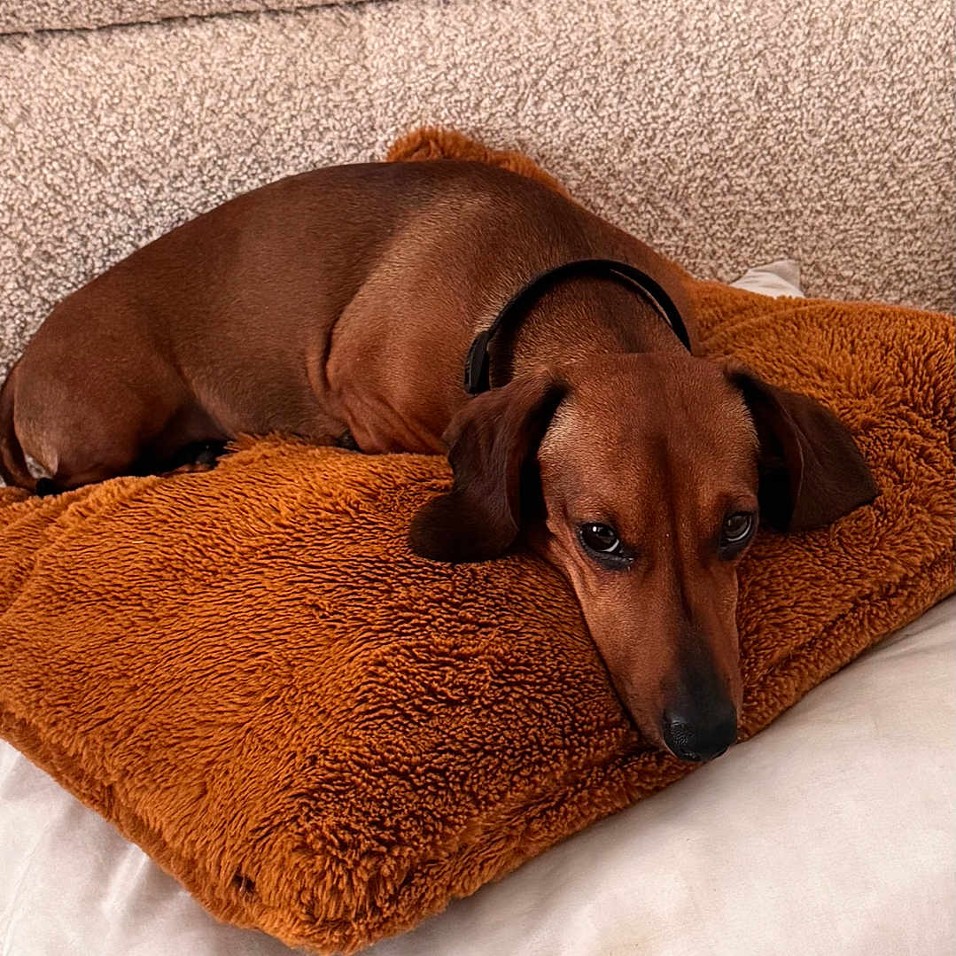 Uno a rejoint le concours — aidez-le/la à gagner de superbes lots ! animal, brown_dog, comfort, couch, cozy, cushion, cute, dachshund, dog, domestic_animal, ears, fur, home, indoor, laying_down, pet, pillow, relaxed, resting, sleepy