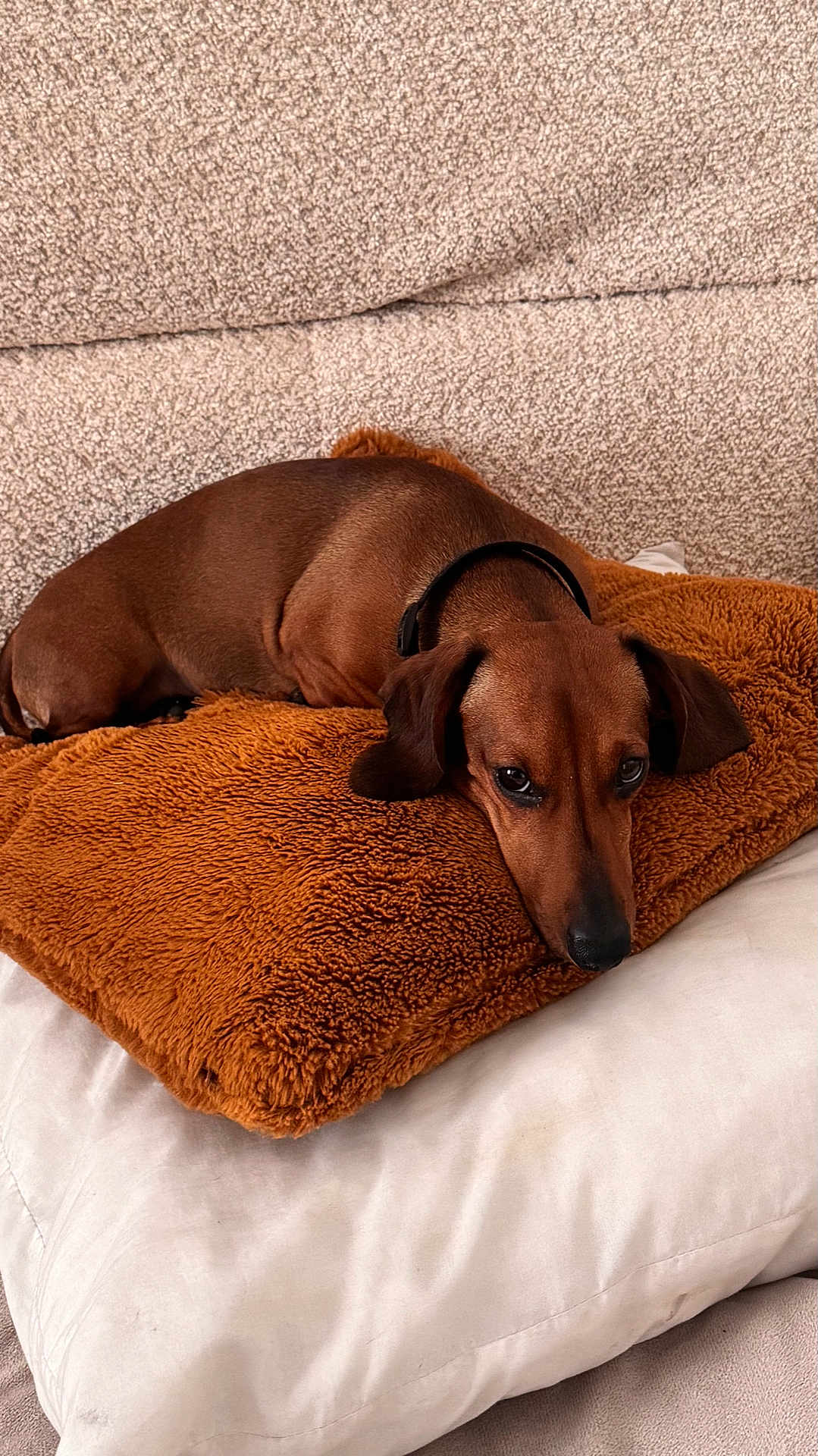 Uno a rejoint le concours — aidez-le/la à gagner de superbes lots ! dog, dachshund, brown_dog, pet, pillow, cushion, couch, indoor, relaxed, resting, fur, ears, animal, cute, domestic_animal, sleepy, comfort, cozy, laying_down, home