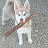 dog, puppy, husky, stick, blue_eyes, fur, outdoor, gravel, pet, animal, playful, canine, cute, young_dog, ears, tail, standing, looking, nose, mouth