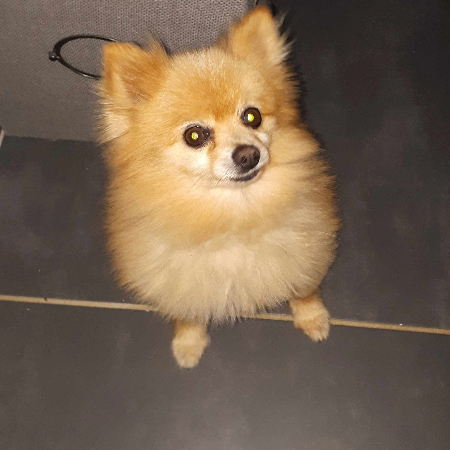 Biscuit