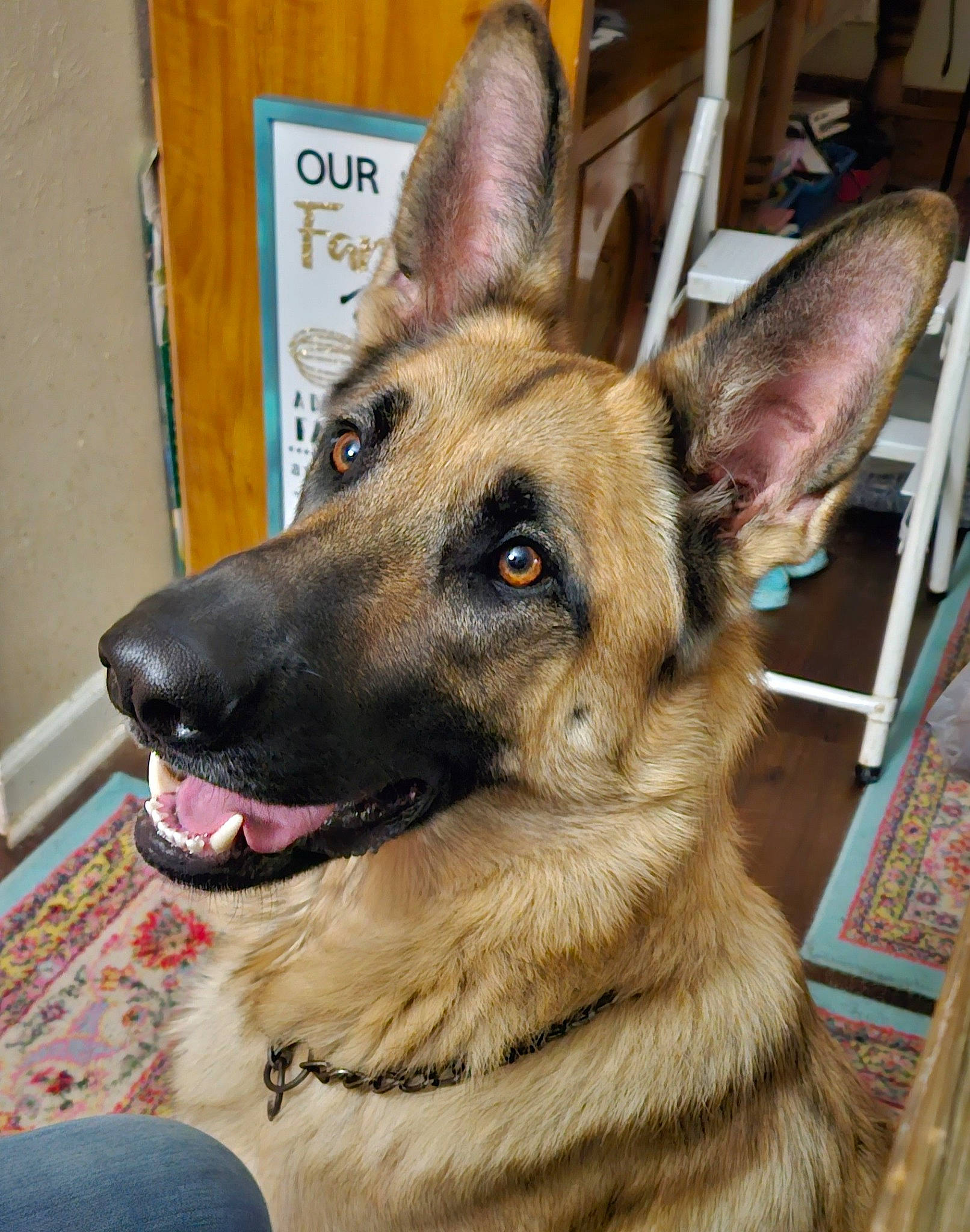 Max joined the competition — help win amazing prizes! canidae, carnivore, collar, companion_dog, dog, dog_breed, dog_collar, door, east_european_shepherd, eye, fawn, fur, german_shepherd_dog, herding_dog, jaw, king_shepherd, old_german_shepherd_dog, snout, sporting_group, working_dog