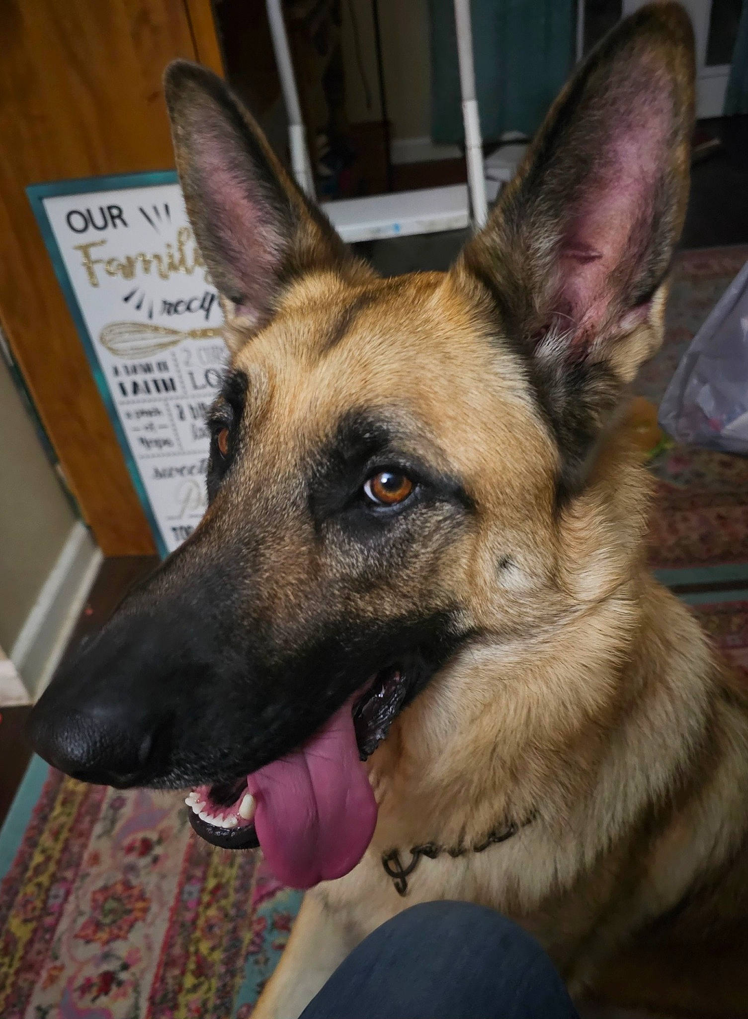 Max is registered to the contest to win money with this photo: belgian_shepherd_malinois, canidae, carnivore, collar, companion_dog, dog, dog_breed, door, east_european_shepherd, fawn, fur, german_shepherd_dog, guard_dog, herding_dog, king_shepherd, old_german_shepherd_dog, snout, sporting_group, working_animal, working_dog