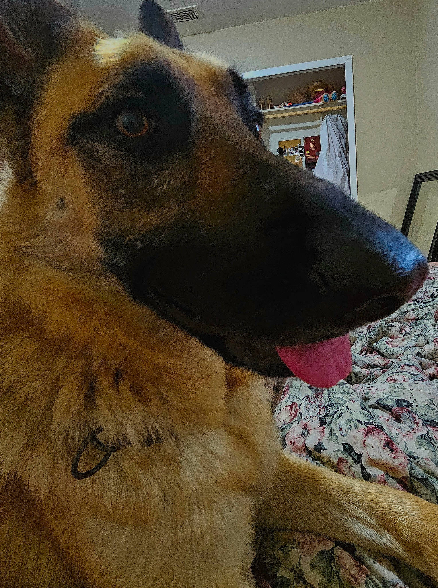 Max joined the competition — help win amazing prizes! canidae, carnivore, collar, companion_dog, dog, dog_breed, dog_collar, fawn, fur, german_shepherd_dog, herding_dog, king_shepherd, old_german_shepherd_dog, pet_supply, snout, sporting_group, terrestrial_animal, whiskers, working_animal, working_dog