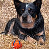 Digger joined the competition — help win amazing prizes! alert, animal, ball, black, closeup, cute, daylight, dog, ears, fur, lying_down, muzzle, nature, outdoor, pet, playing, portrait, resting, straw, tan