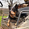 Digger joined the competition — help win amazing prizes! animal, canine, daytime, dog, ears, farm, field, fur, grass, leisure, muddy, muzzle, nature, outdoor, pet, resting, rural, snout, tree, vehicle