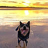 animal, beach, canine, clouds, coast, dog, golden_hour, happy, landscape, nature, outdoor, pet, reflection, sand, sky, smiling, sunlight, sunset, tongue_out, water