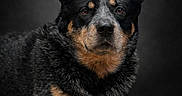 Digger is registered to the contest to win money with this photo: alert, animal, australian_cattle_dog, black, black_background, brown, canine, dog, ears, fur, gray, loyal, lying_down, muzzle, nature, outdoor, pet, portrait, quiet, straw
