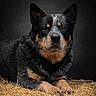 alert, animal, australian_cattle_dog, black, black_background, brown, canine, dog, ears, fur, gray, loyal, lying_down, muzzle, nature, outdoor, pet, portrait, quiet, straw