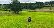 Desmond is registered to the contest to win money with this photo: animal, canine, cloudy_sky, daytime, dog, field, grass, greenery, happy, landscape, nature, outdoor, pasture, pet, rolling_hills, rural, summer, tongue_out, tree, walking