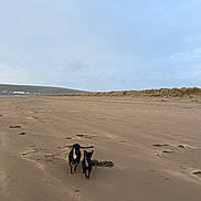 Desmond joined the competition — help win amazing prizes! animal, beach, cloudy, coast, dog, empty_beach, exploration, footprints, landscape, nature, outdoor, overcast, pet, quiet, sand, seaside, sky, small_dogs, two_dogs, walking