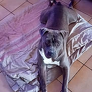 Vakia a rejoint le concours — aidez-le/la à gagner de superbes lots ! animal, blanket, canine, companion, cute, dog, domestic, ears, floor, friendly, fur, gray_dog, indoor, laying_down, looking_up, paws, pet, relaxed, tiled_floor, white_markings