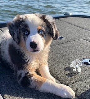 Kai joined the competition — help win amazing prizes! canidae, carnivore, companion_dog, dog, dog_breed, fur, herding_dog, plant, snout, sporting_group, terrestrial_animal, tree, water, working_dog