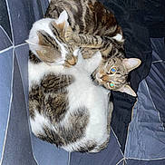 Gus Et Tigrette participe au concours pour gagner de l'argent avec cette photo : cat, tabby_cat, bed, blanket, indoor, pets, fur, animal, cute, resting, sleeping, cozy, whiskers, ears, paw, playful, curled_up, companion, domestic_cat, feline