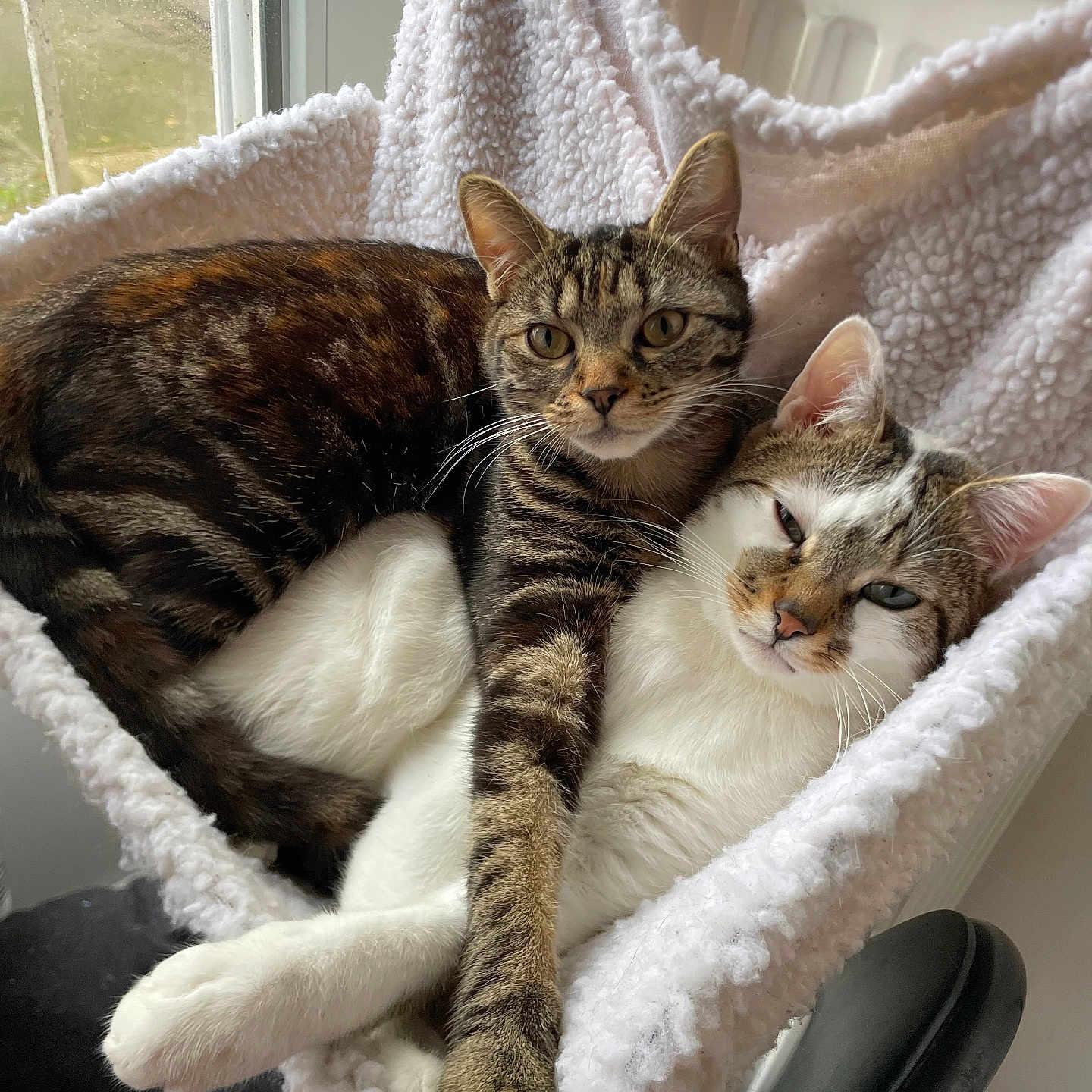 Gus Et Tigrette a rejoint le concours — aidez-le/la à gagner de superbes lots ! animal, blanket, cat, cats, companion, cozy, cuddle, ears, feline, fur, hammock, indoor, paw, pet, pets, relaxed, resting, snuggle, whiskers, window
