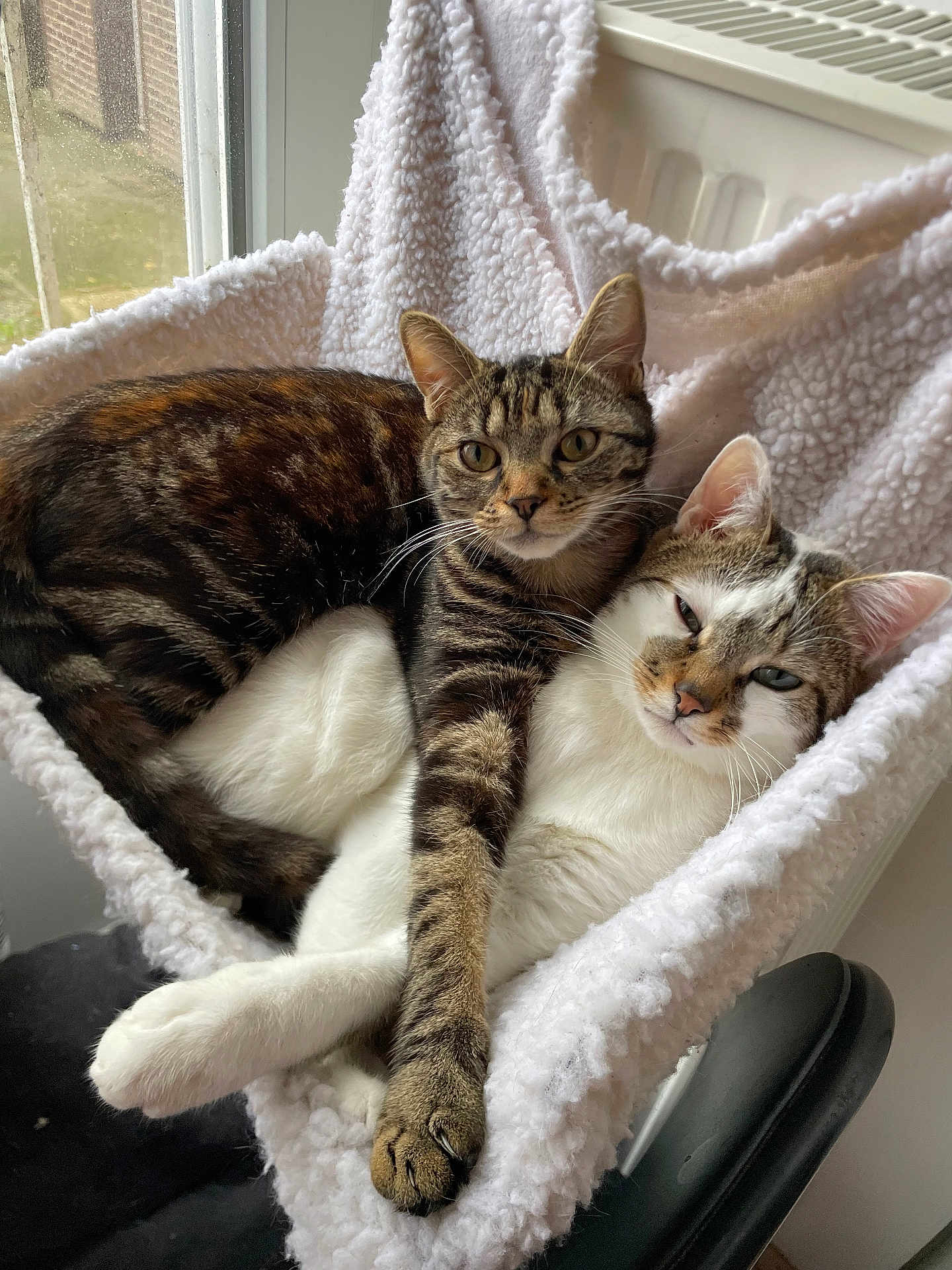 Gus Et Tigrette a rejoint le concours — aidez-le/la à gagner de superbes lots ! cat, cats, feline, pet, pets, snuggle, cuddle, cozy, indoor, window, hammock, blanket, fur, whiskers, ears, paw, resting, relaxed, animal, companion