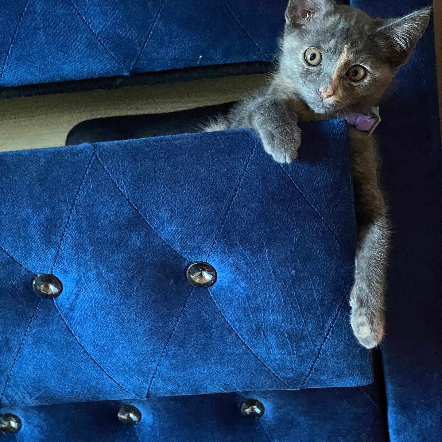 Truth Huff joined the competition — help win amazing prizes! animal, blue_cushion, cat, collar, cozy, curious, cute, ears, fur, furniture, indoor, kitten, paws, pet, playing, relaxing, small, soft_texture, velvet, whiskers