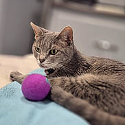 Momma Kitty joined the competition — help win amazing prizes! animal, bed, blanket, cat, closeup, collar, domestic, ears, eyes, feline, fur, gray_cat, indoor, pet, playing, purple_ball, relaxed, resting, toy, whiskers