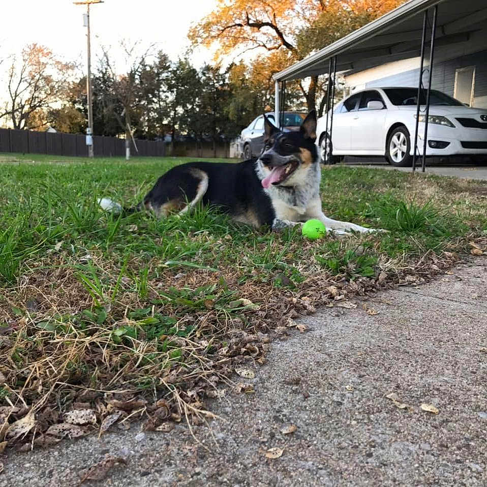Isabelle joined the competition — help win amazing prizes! asphalt, automotive_tire, car, carnivore, companion_dog, dog, dog_breed, grass, lawn, plant, road, sidewalk, sky, sporting_group, tail, tire, tree, vehicle, vehicle_door, wheel