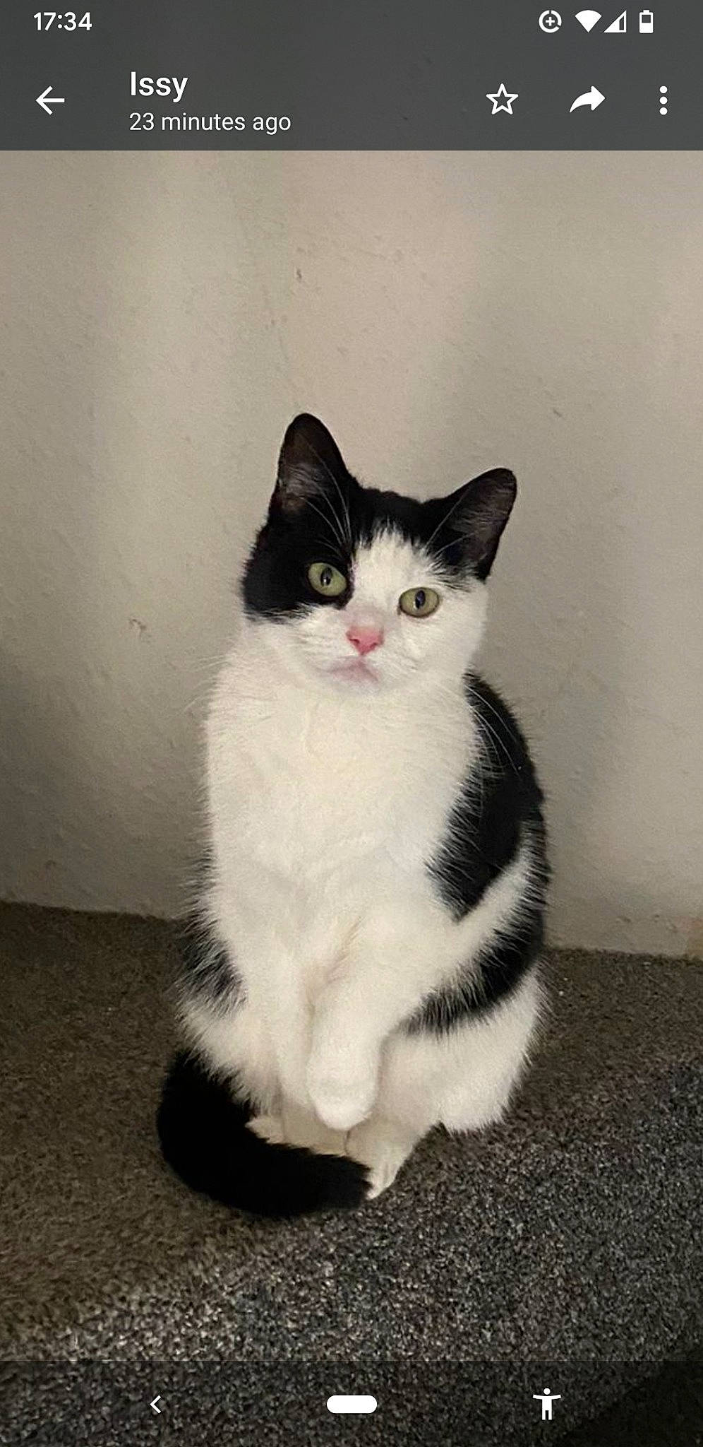 Jasmine is registered to the contest to win money with this photo: carnivore, cat, domestic_short_haired_cat, felidae, flooring, foot, fur, grey, monochrome_photography, paw, sitting, small_to_medium_sized_cats, snout, tail, whiskers, window