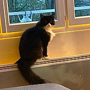 Youri a rejoint le concours — aidez-le/la à gagner de superbes lots ! cat, black_and_white, windowsill, radiator, window, tree, outdoor, indoor, evening, animal, pet, fur, curious, sitting, cozy, lighting, nature, background, home, interior