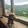 animal, building, cloudy_sky, columns, cute, daytime, dog, greenery, harness, landscape, leash, ledge, nature, outdoor, pet, scenic, small_dog, stone, trees, valley