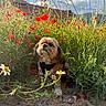 animal, blue_sky, cloud, dog, flower, fluffy, garden, grass, greenery, ground, nature, outdoor, peaceful, pet, plant, poppy, small_dog, summer, sunlight, wildflower
