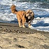 Leyna participe au concours pour gagner de l'argent avec cette photo : animal, beach, canine, coast, curious, dog, fur, leash, nature, ocean, outdoor, pet, playful, sand, shore, small_dog, summer, sunlight, water, waves