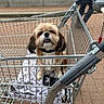 dog, shopping_cart, towel, outdoor, pavement, pet, small_dog, leash, metal, walking_person, brown_dog, furry, cute, animal, urban, daylight, collar, shopping, retail, background