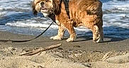 Leyna a rejoint le concours — aidez-le/la à gagner de superbes lots ! animal, beach, canine, coast, curious, daylight, dog, fur, harness, leash, nature, ocean, outdoor, pet, sand, shore, small_dog, walking, water, waves