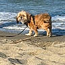 animal, beach, canine, coast, curious, daylight, dog, fur, harness, leash, nature, ocean, outdoor, pet, sand, shore, small_dog, walking, water, waves