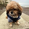 dog, hoodie, wet_fur, concrete, beach, cliffs, cloudy_sky, outdoor, sidewalk, fence, pavement, small_dog, pet, animal, portrait, walking_path, nature, sea, water, sad_expression