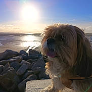Leyna participe au concours pour gagner de l'argent avec cette photo : dog, shaggy, sunlight, seaside, rocks, ocean, sky, sun, outdoor, pet, canine, tongue_out, fur, nature, landscape, sunset, animal, cute, companion, daytime