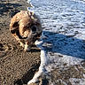 Leyna participe au concours pour gagner de l'argent avec cette photo : animal, beach, coast, curious, daytime, dog, fur, nature, ocean, outdoor, pet, sand, scenic, sea, shoreline, small_dog, sunlight, walking, water, waves